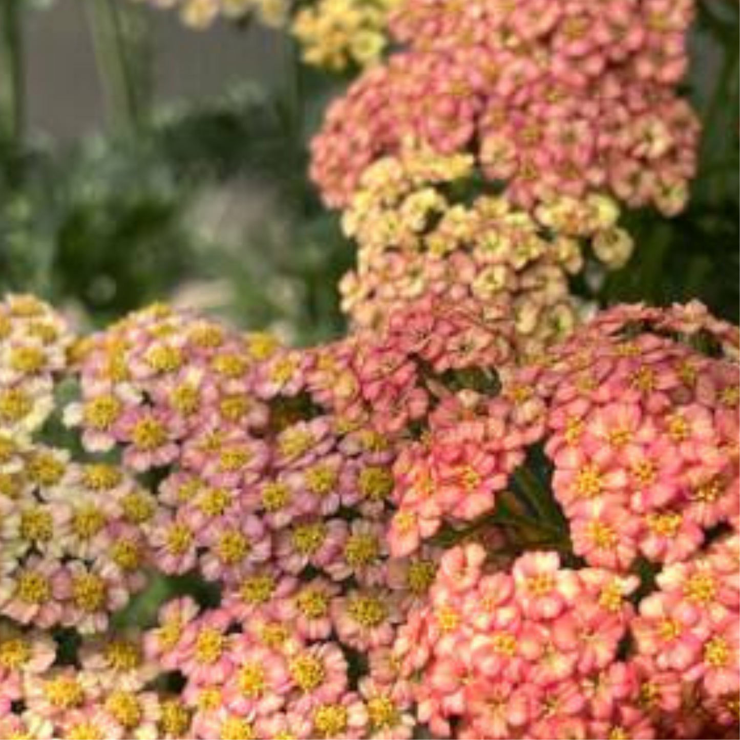 Summer Pastels Yarrow