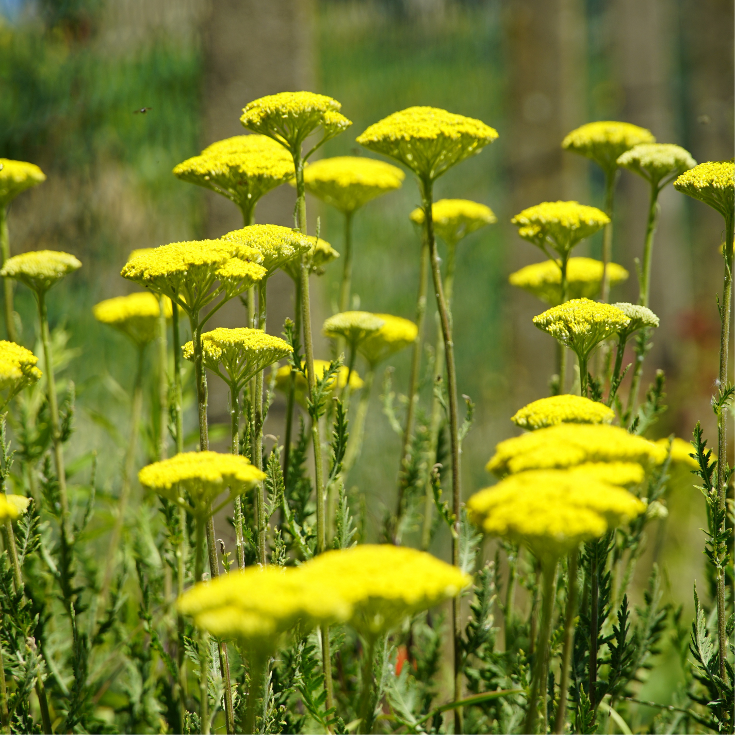 Gold Yarrow