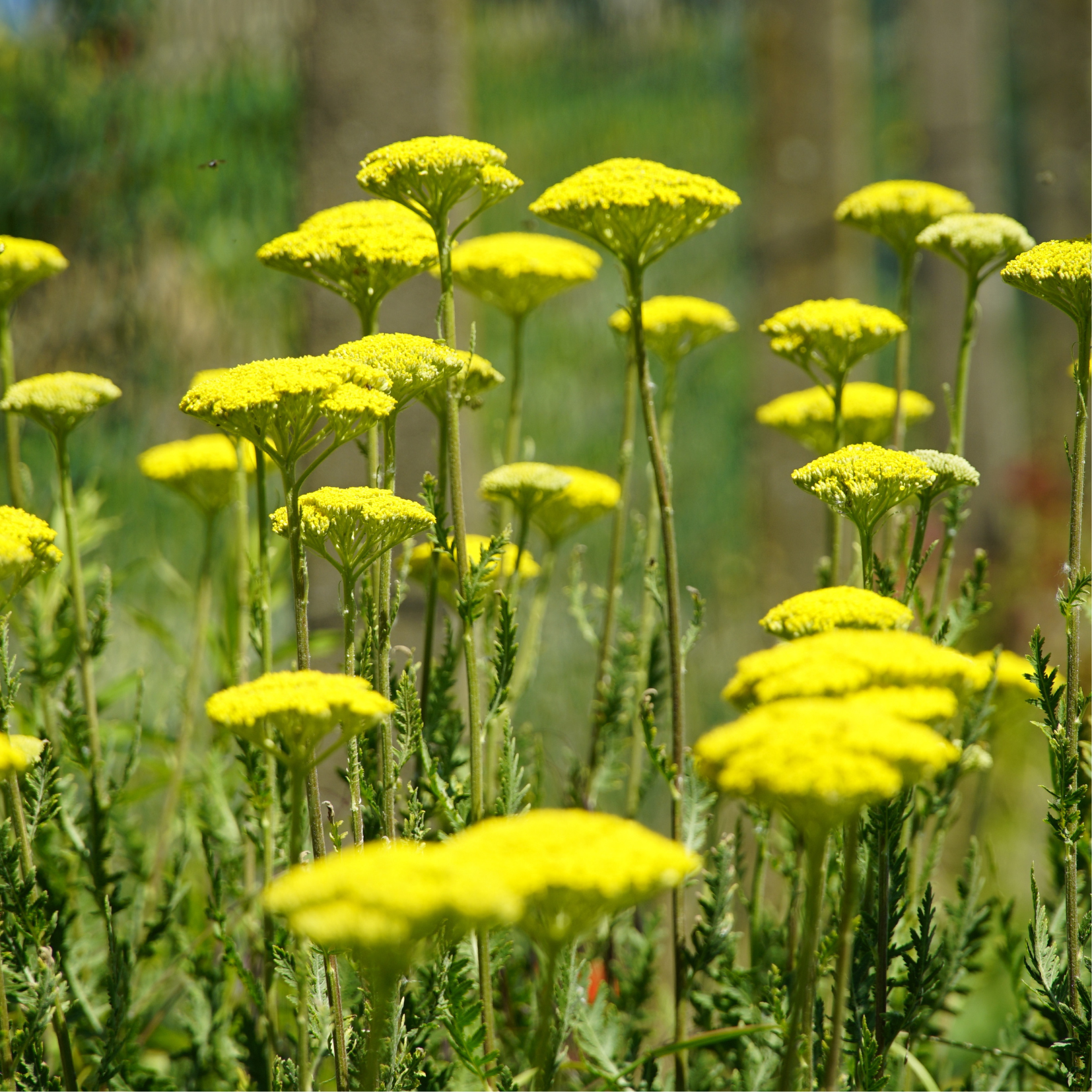 Gold Yarrow