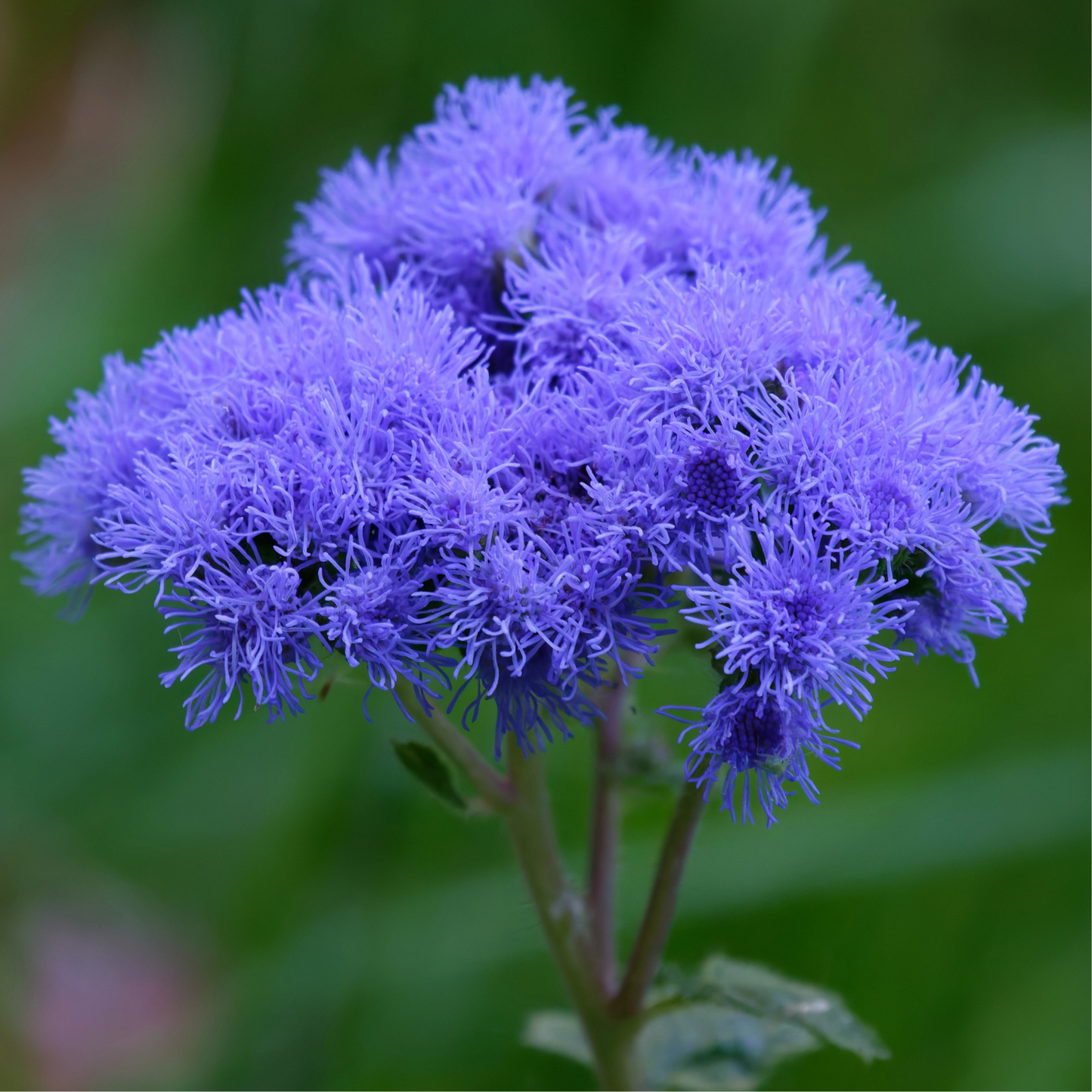 Ageratum Aloha Blue