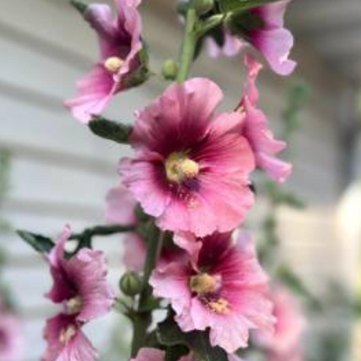 Rose Hollyhock