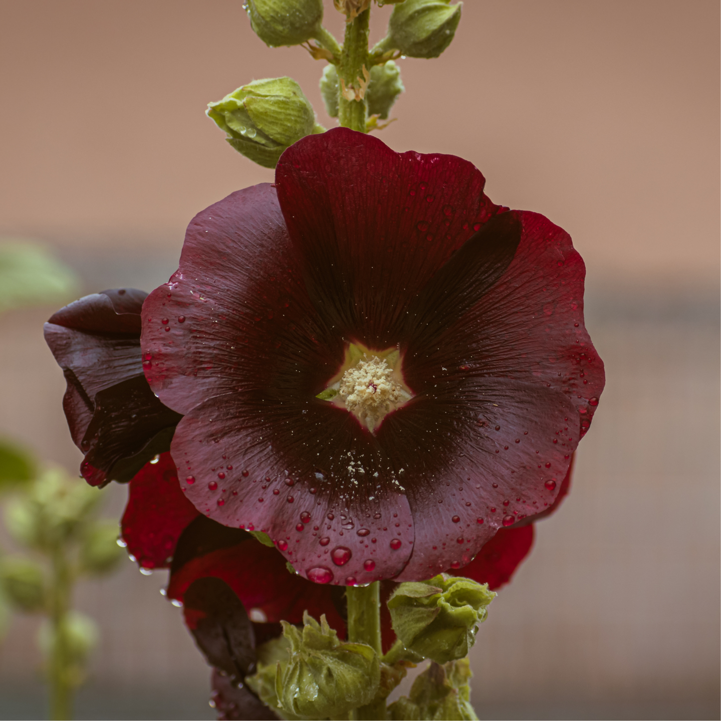 Hollyhock Nigra