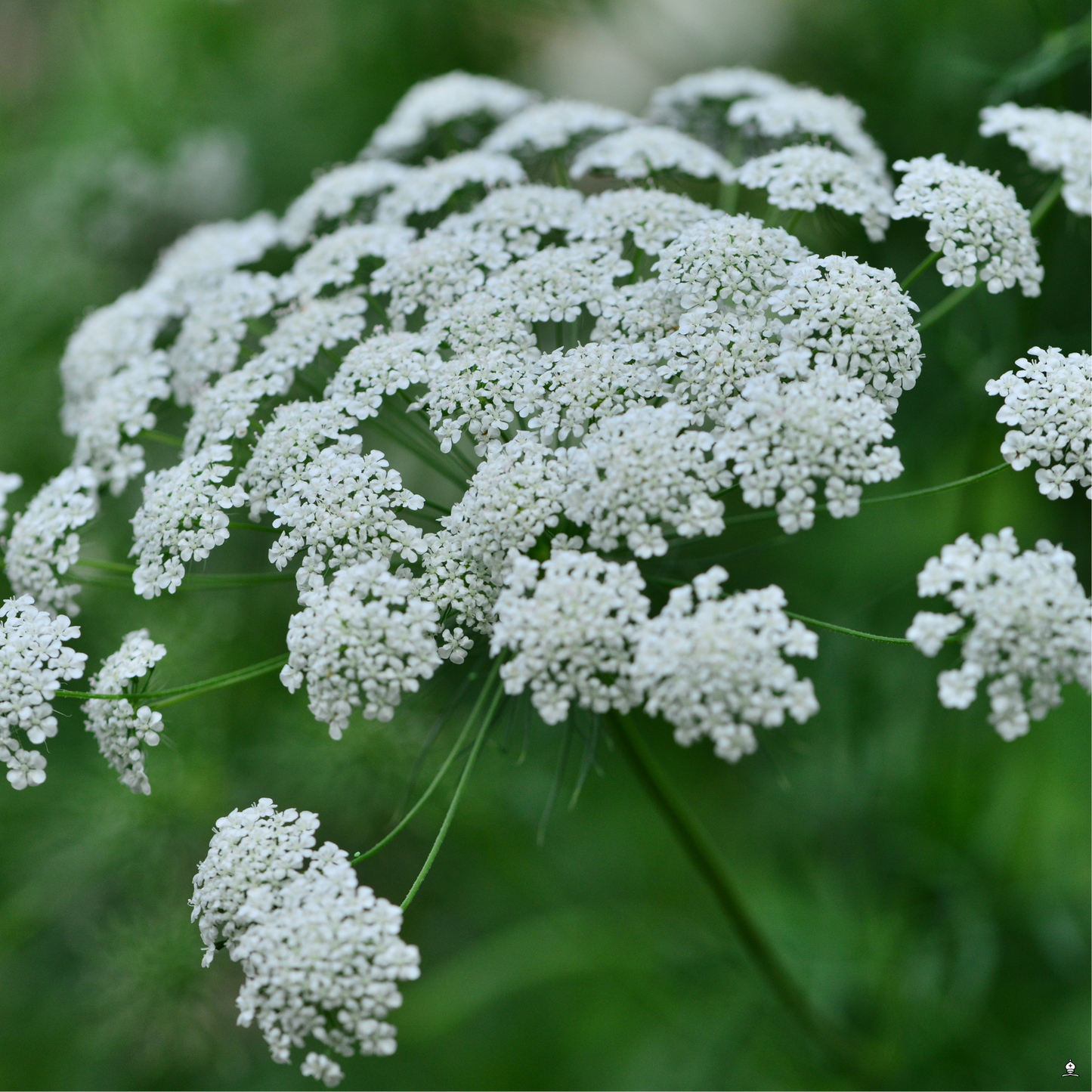 Ammi Majus