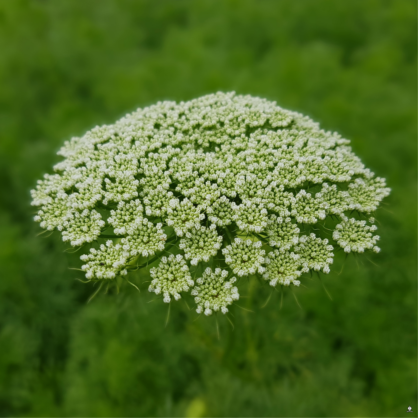 Green Mist