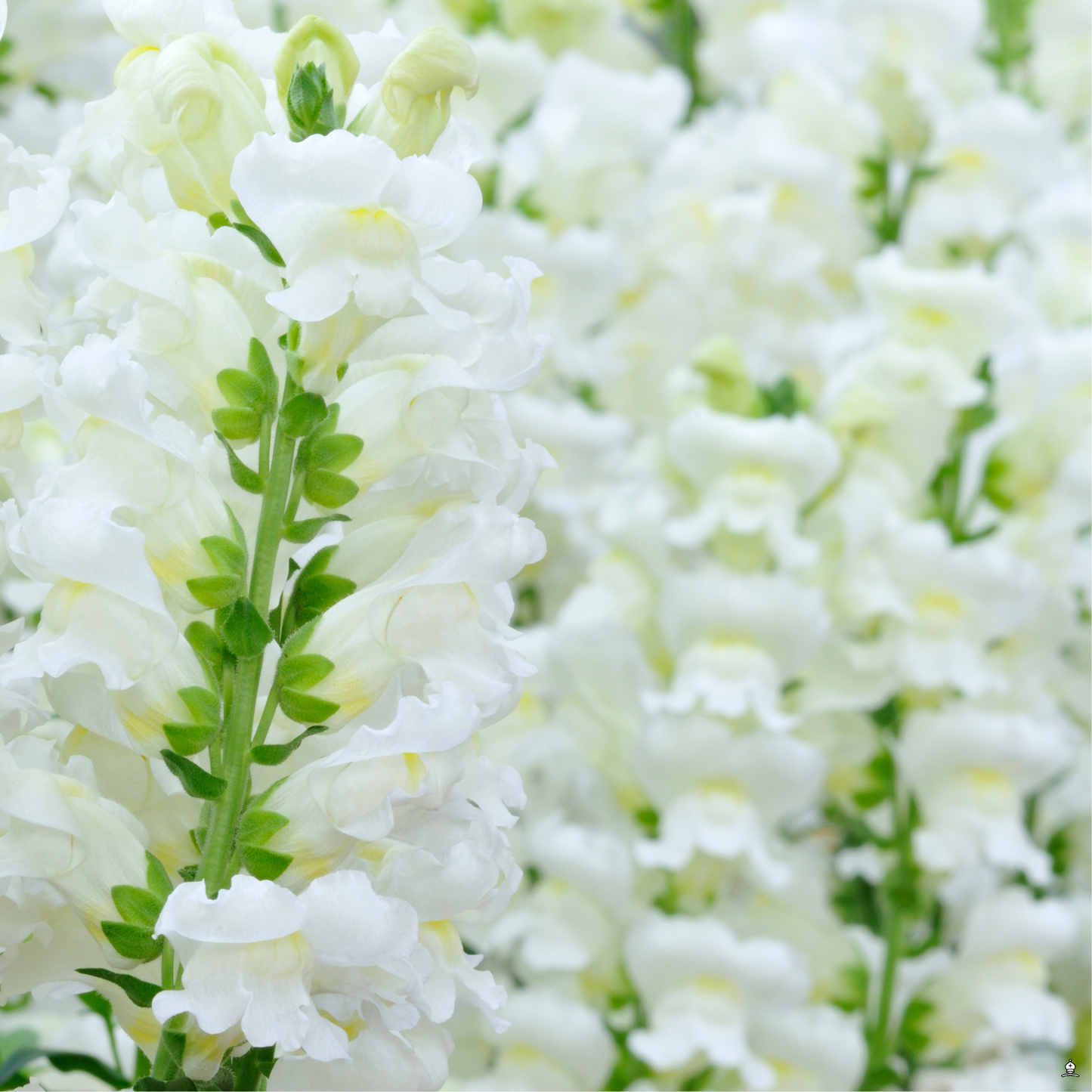 Potomac White Snapdragon