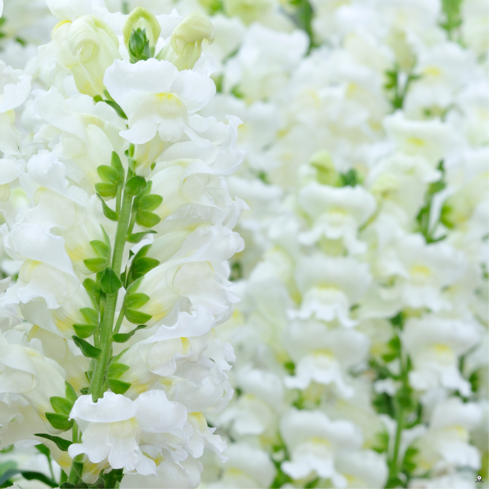 Potomac White Snapdragon