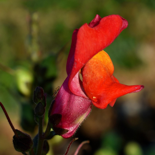 Apricot Snapdragon