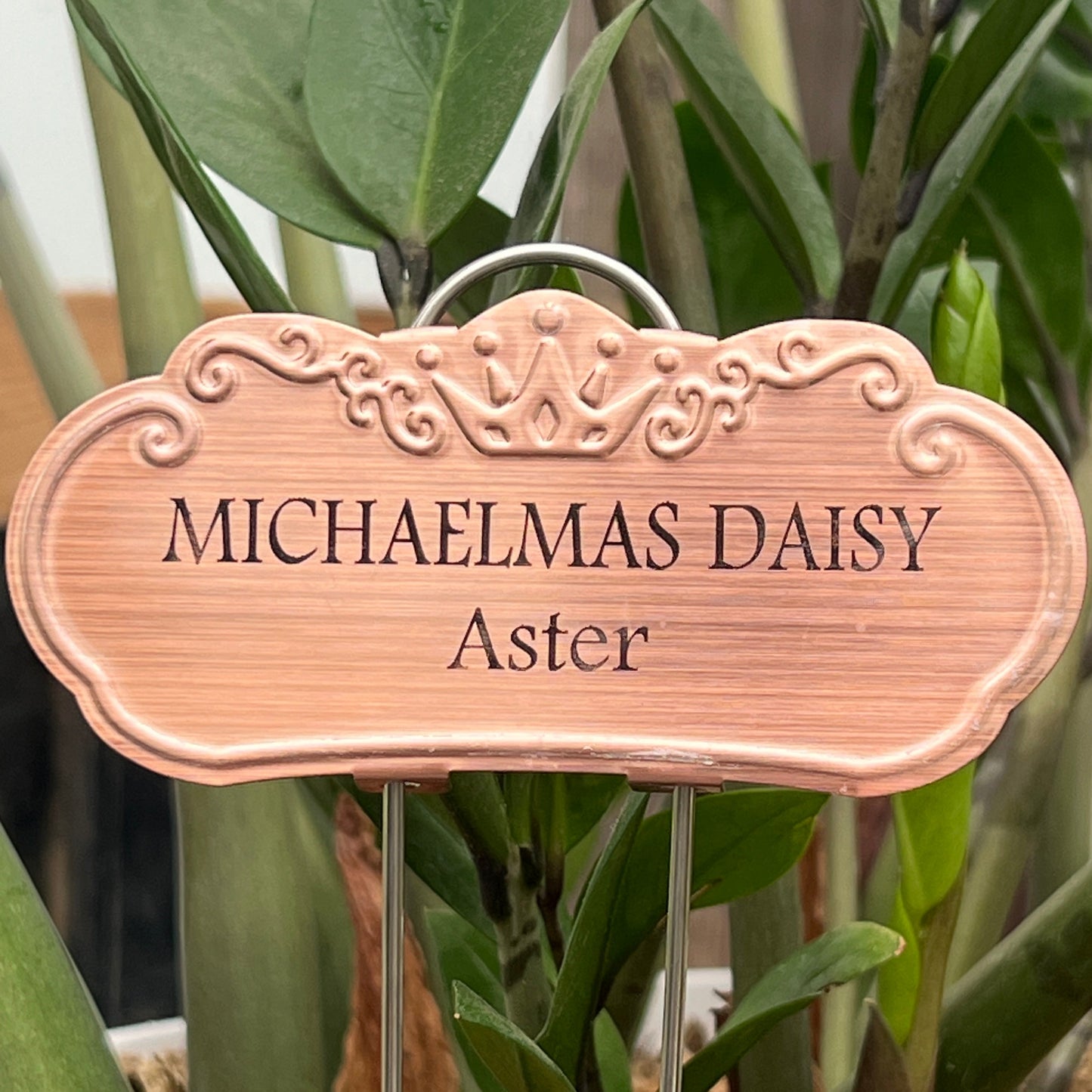 Michaelmas Daisy