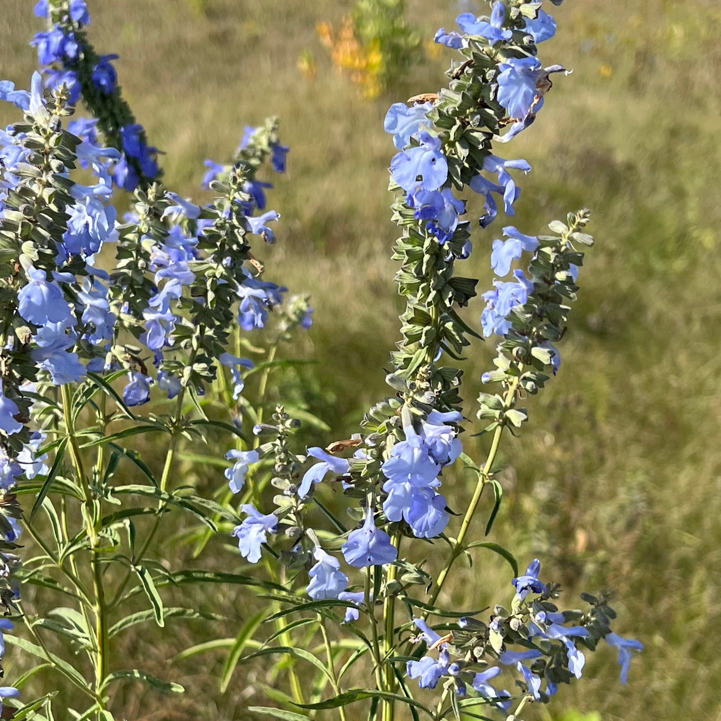 Azure Blue Sage