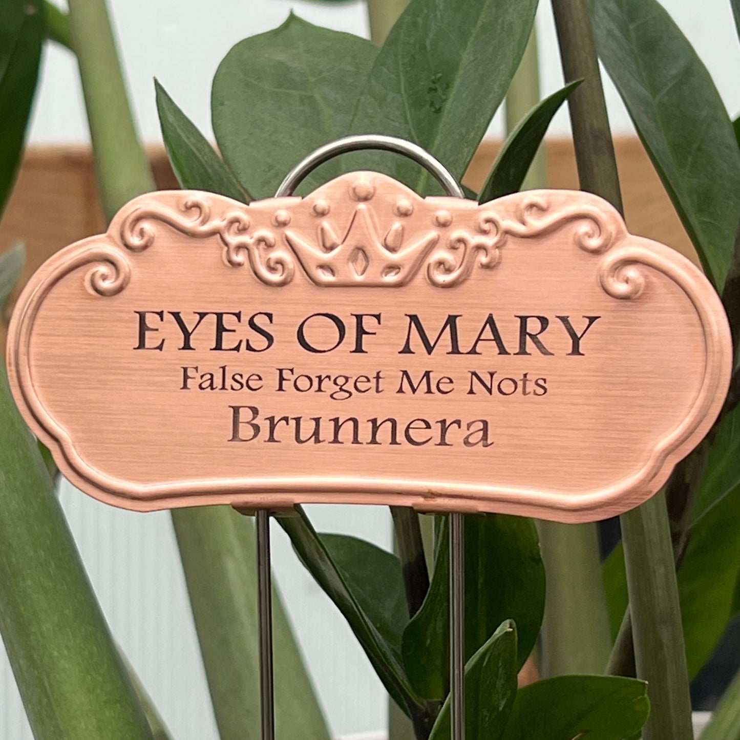 Eyes of Mary