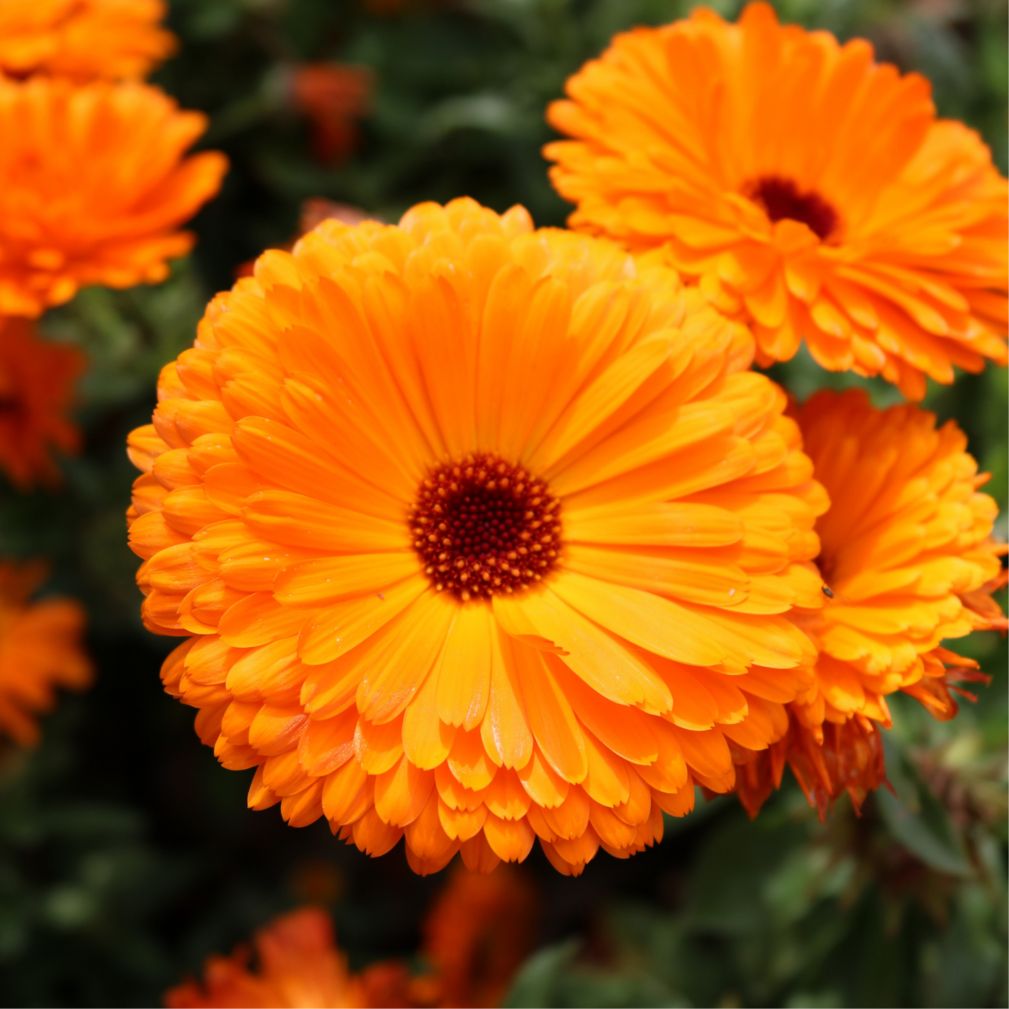 Calendula