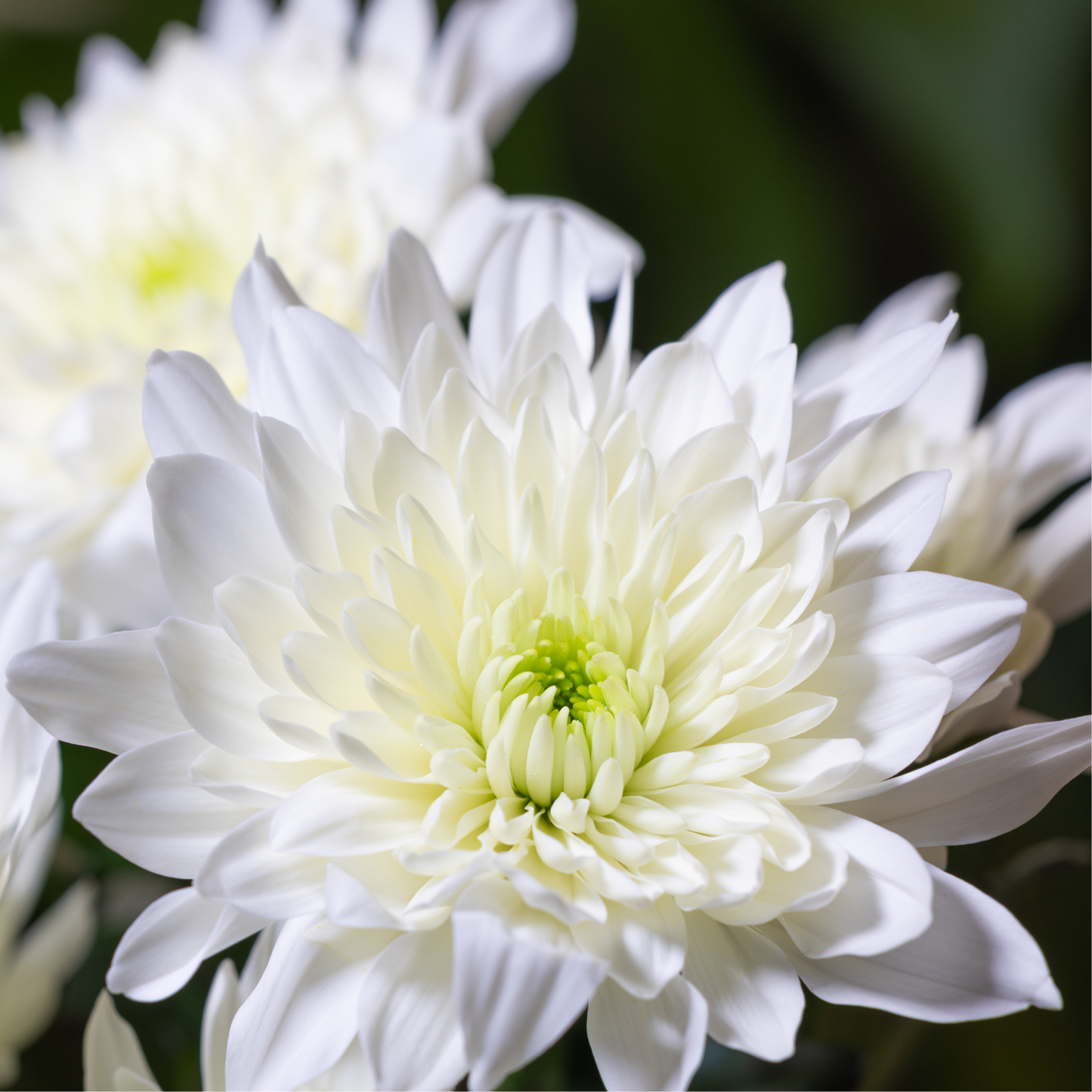 Tower White Chinese Aster