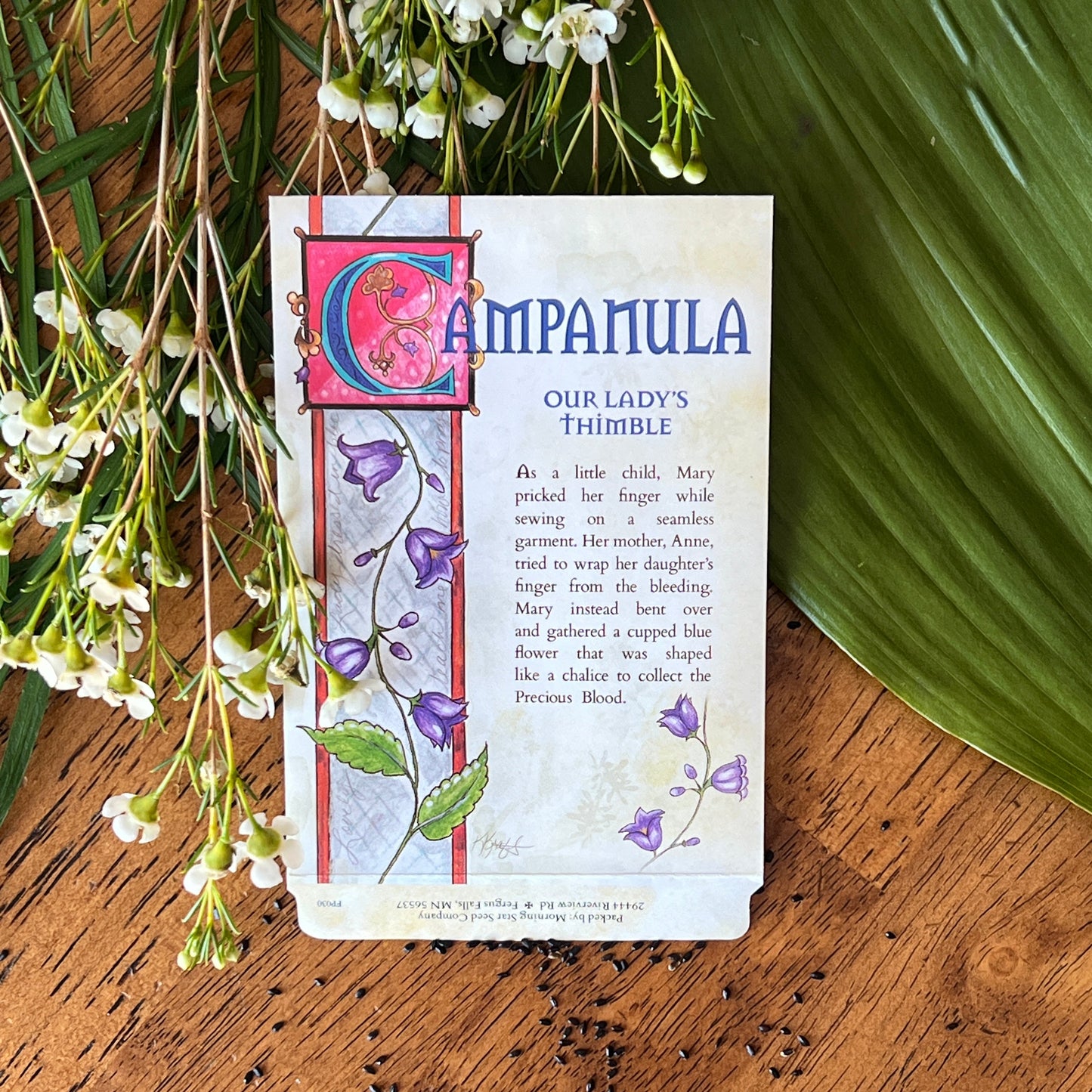 Campanula
