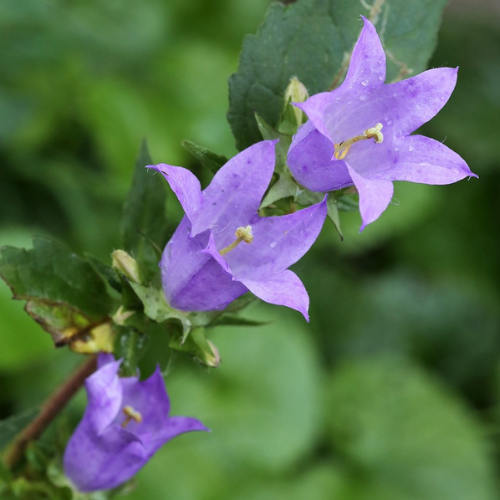Campanula americana