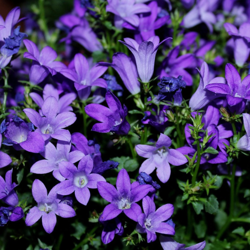 Campanula carpatica
