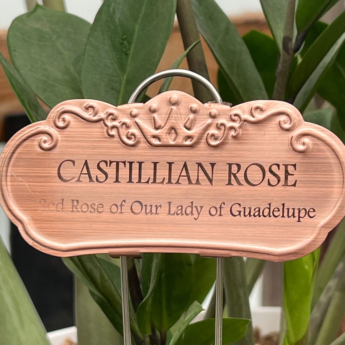 Red Rose of Our Lady Guadelupe