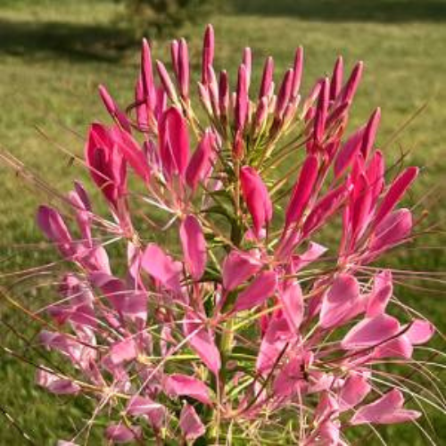 Cherry Queen Cleome