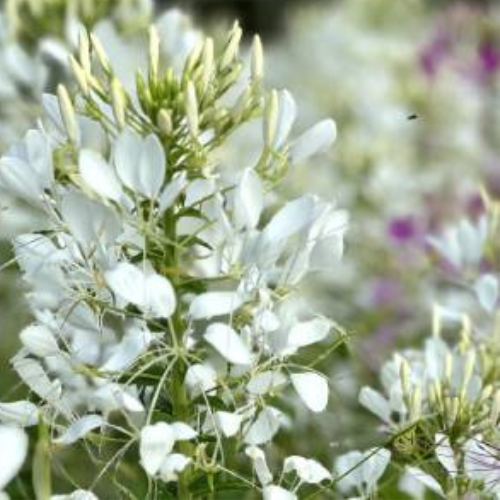 White Queen Cleome