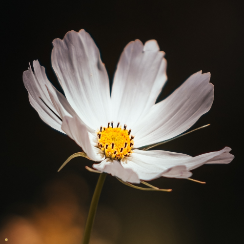 Purity Cosmos