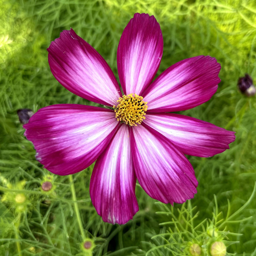 Cosmos Picotee Mix
