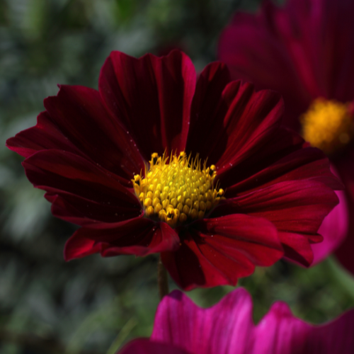 Versailles Tetra Cosmos