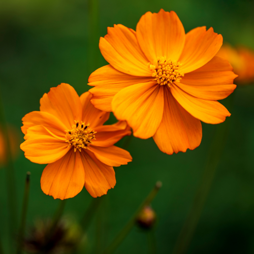 Sulpher Cosmos