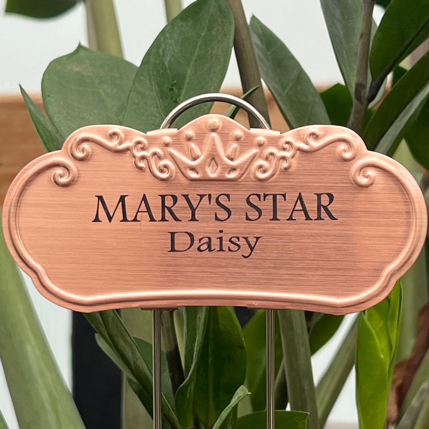 Mary's Star