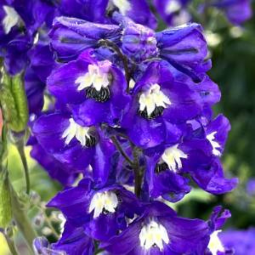 Delphinium