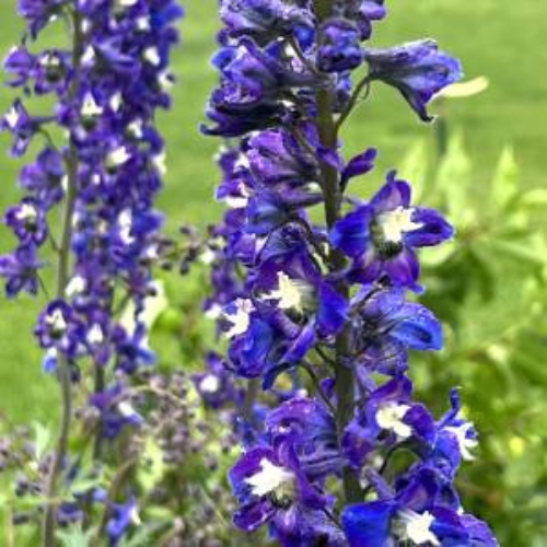 Guardian Blue Delphinium