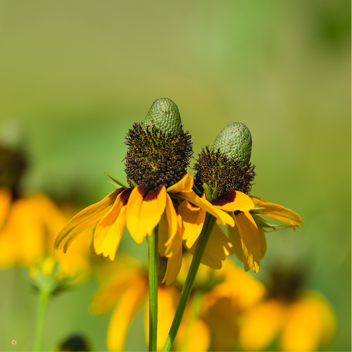 Clasping Coneflower