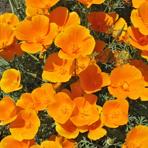 California Poppy