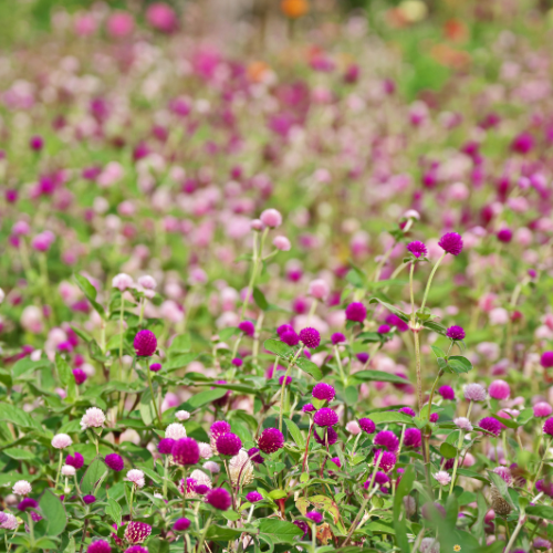 Gomphrena Audray Mix