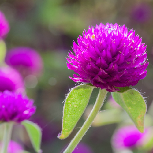 Gomphrena Globosa Mix