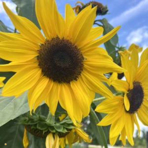 Black Oil Sunflower