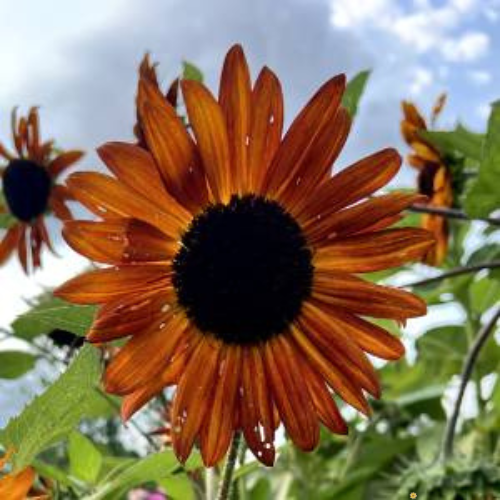 Velvet Queen Sunflower