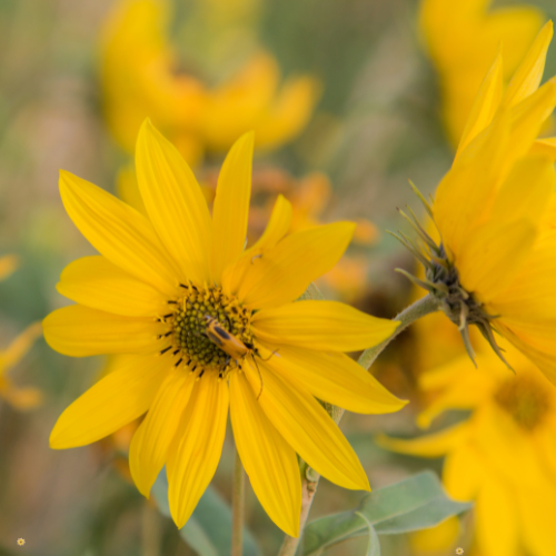 Maximillian Sunflower