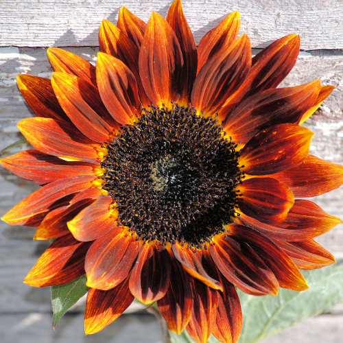 Autumn Beauty Sunflower