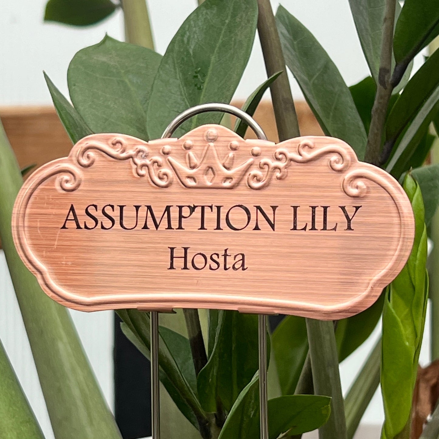 Assumption Lily