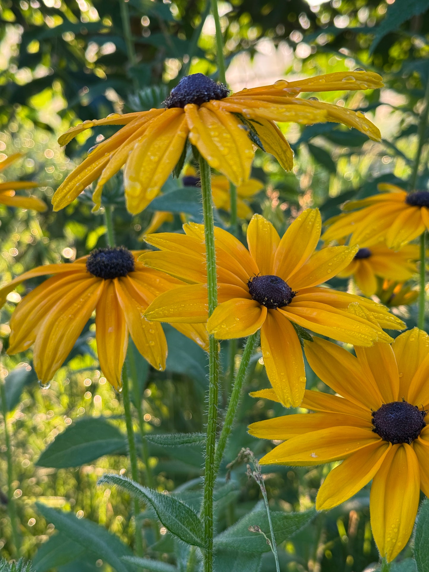 Rudbeckia- Indian Summer