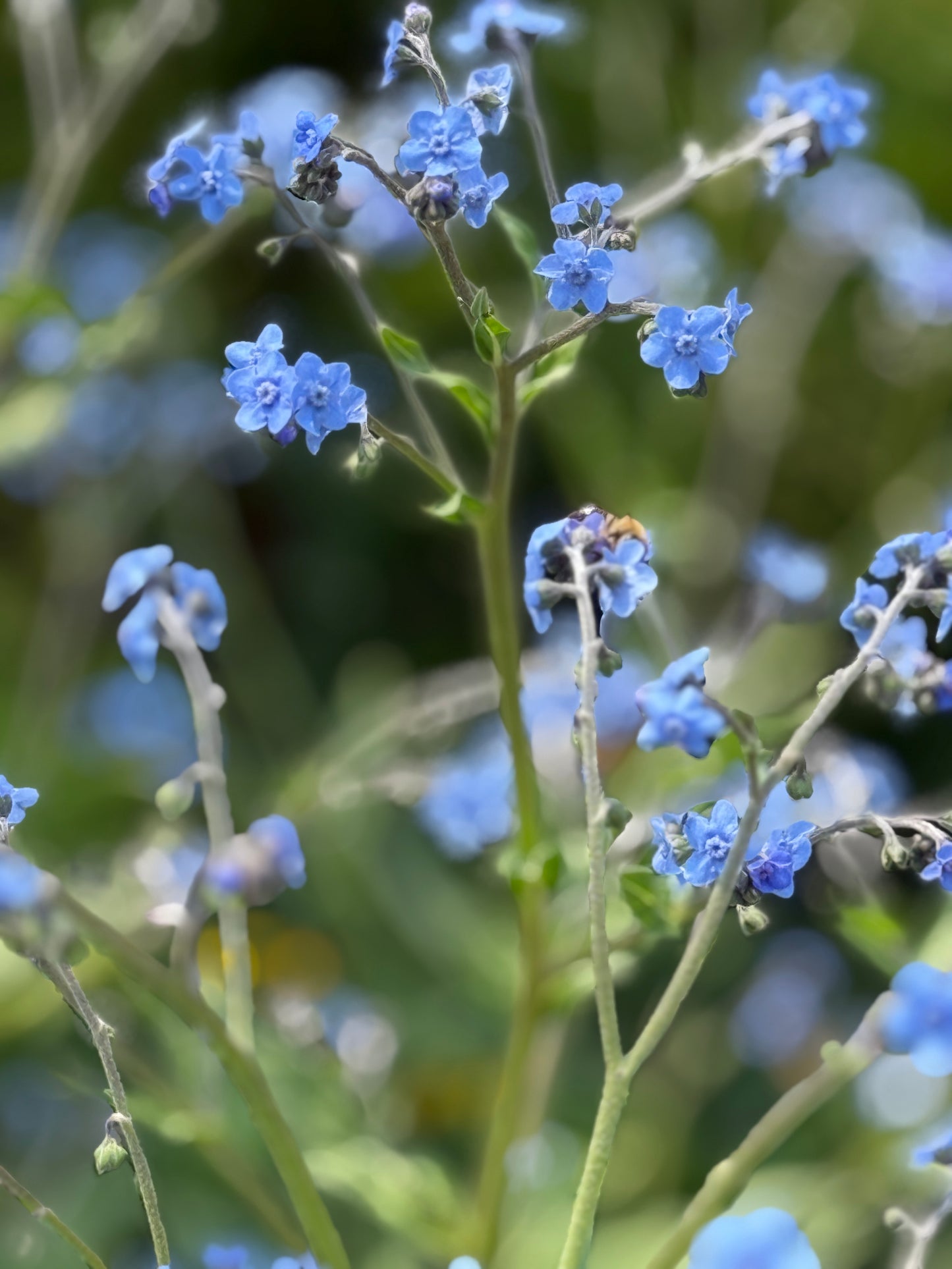 Saint Therese of Lisieux- Medius (medium)
