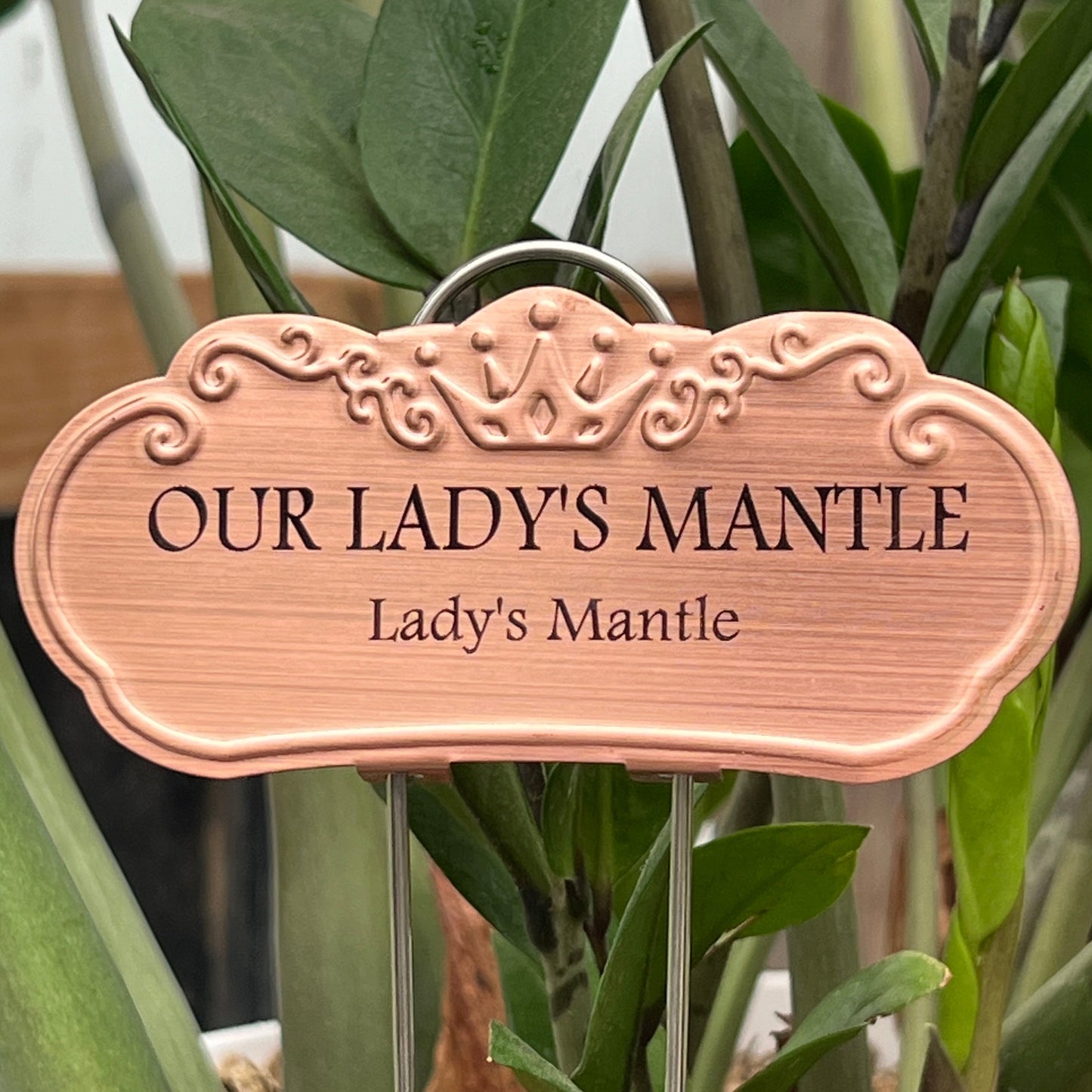 Our Lady's Mantle
