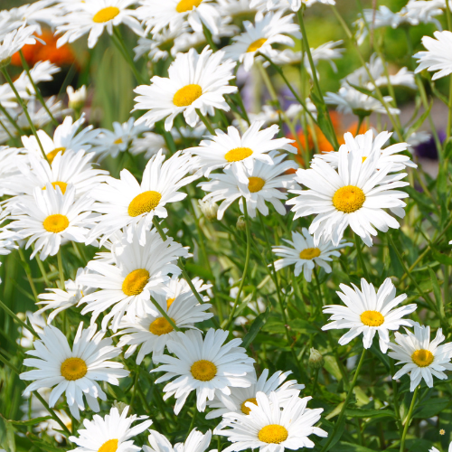 Silver Princess Shasta Daisy