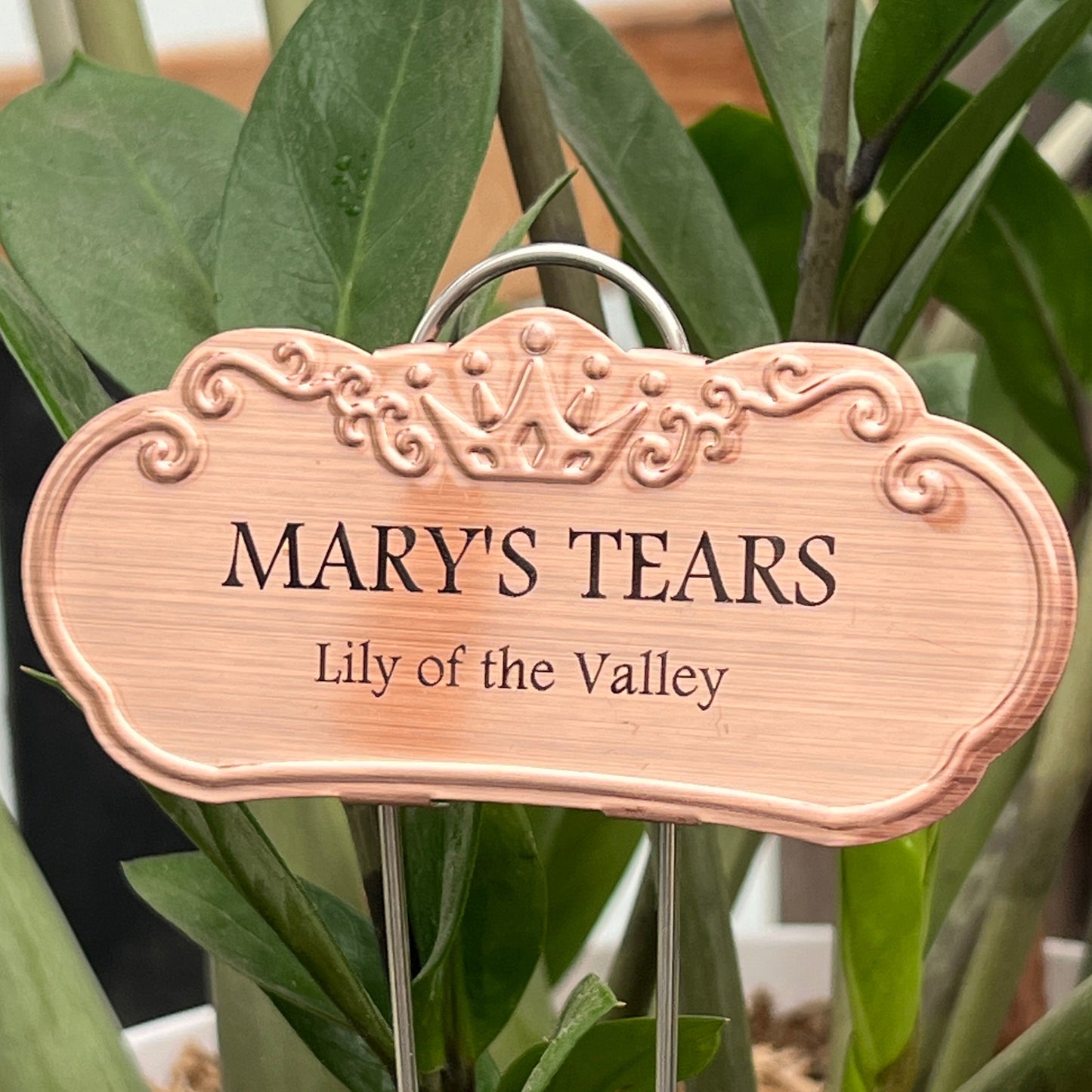 Mary's Tears