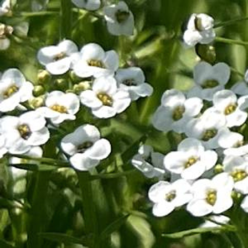 Sweet Tall White Alyssum