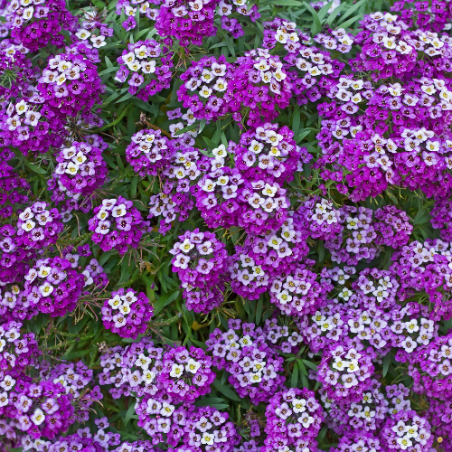 Royal Carpet Alyssum