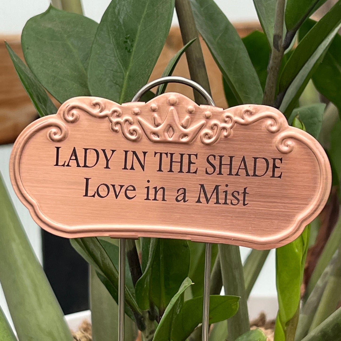 Lady in the Shade