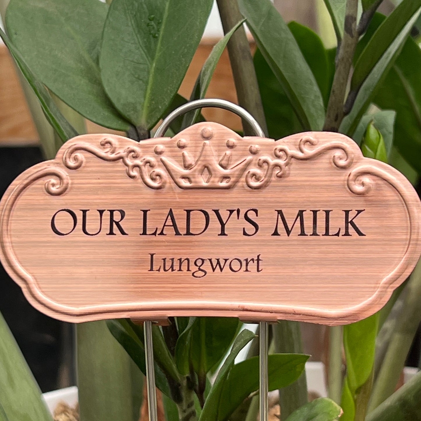 Our Lady's Milk