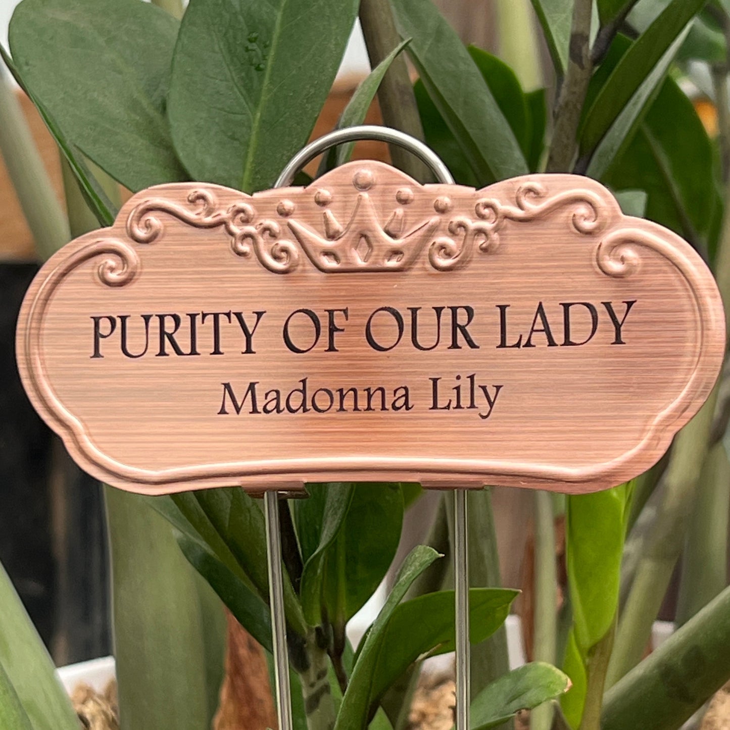 Purity of Our Lady