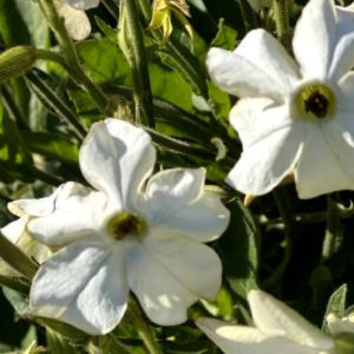 Flowering Tobacco