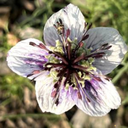 Delft Blue Nigella